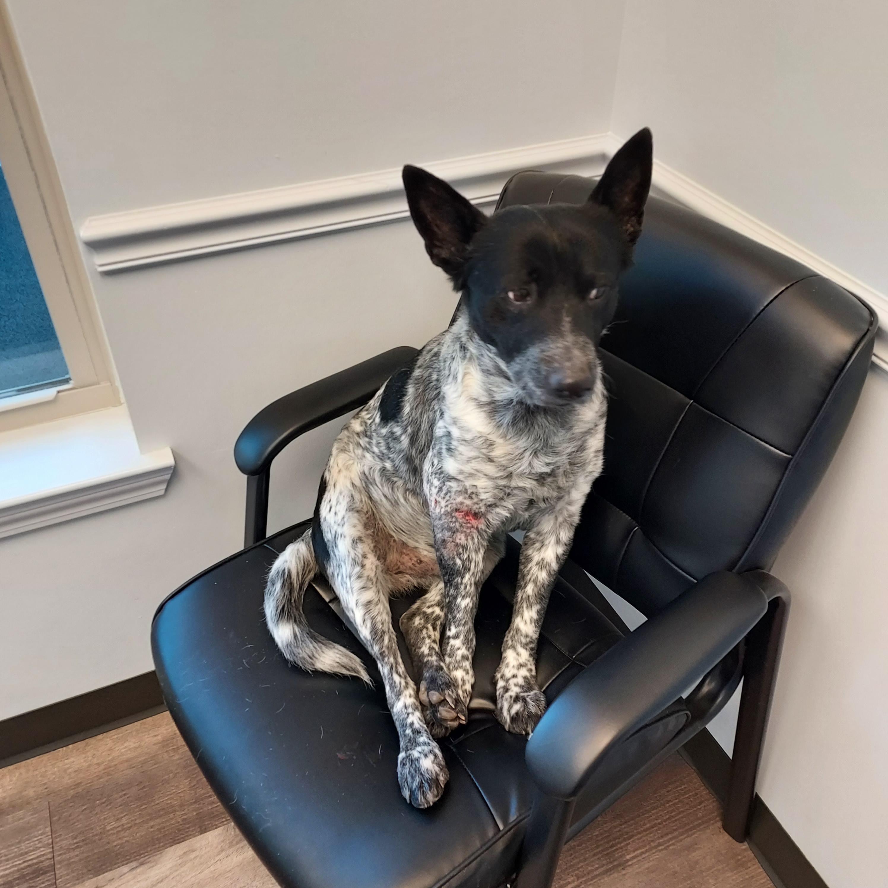 Enlarge Buddy, a Adoptable Australian Cattle Dog / Blue Heeler in Ellijay, GA image 6/6