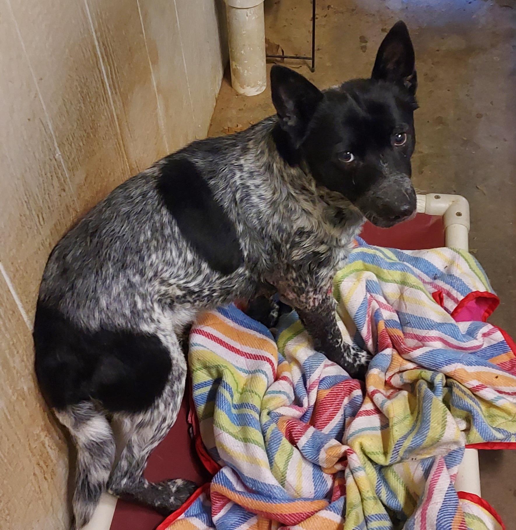 Buddy, Adoptable, Senior Male Australian Cattle Dog / Blue Heeler.