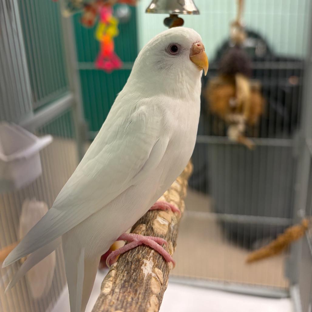 Miko, a Adoptable Parakeet (Other) in Waukesha, WI image 1/2