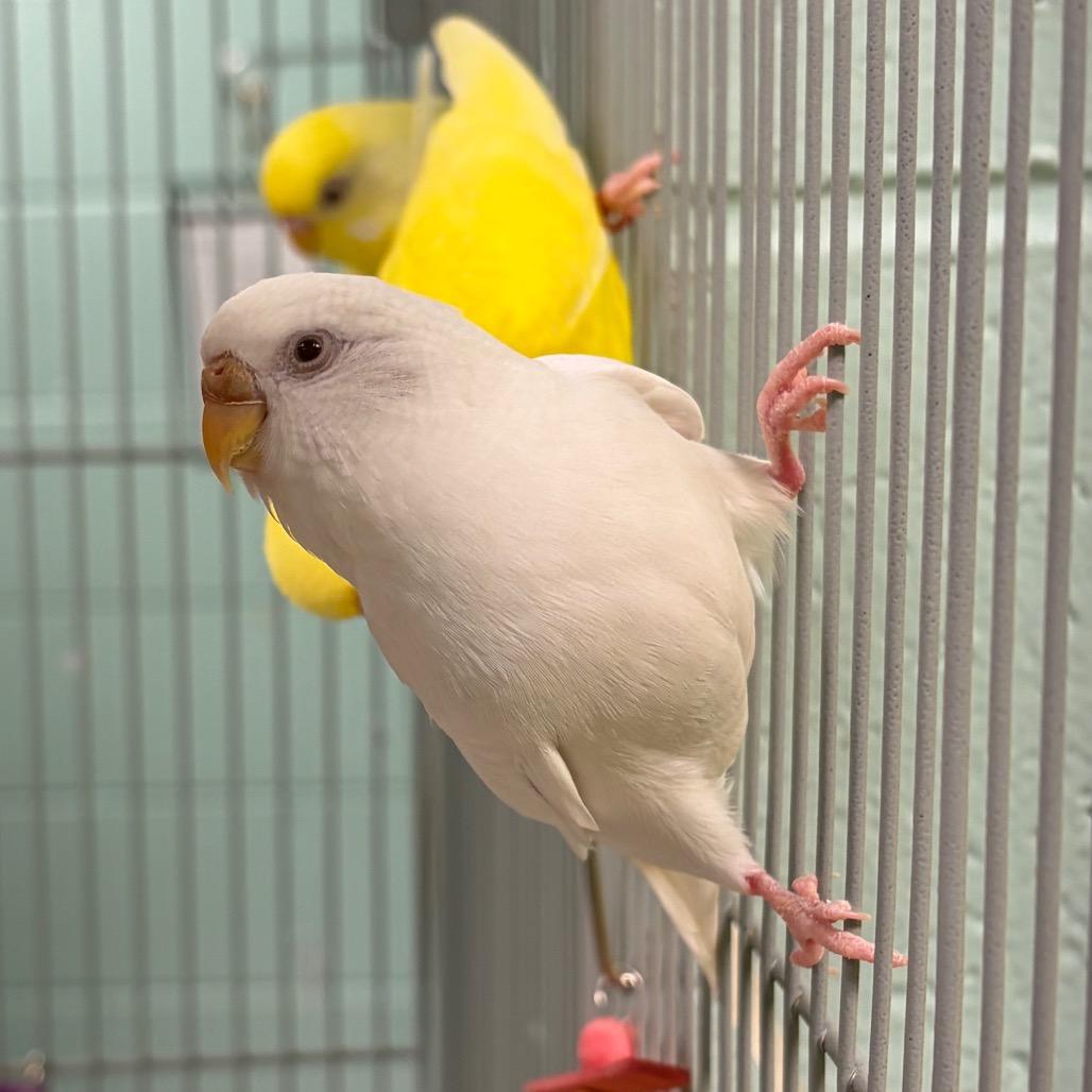 Miko, a Adoptable Parakeet (Other) in Waukesha, WI image 2/2