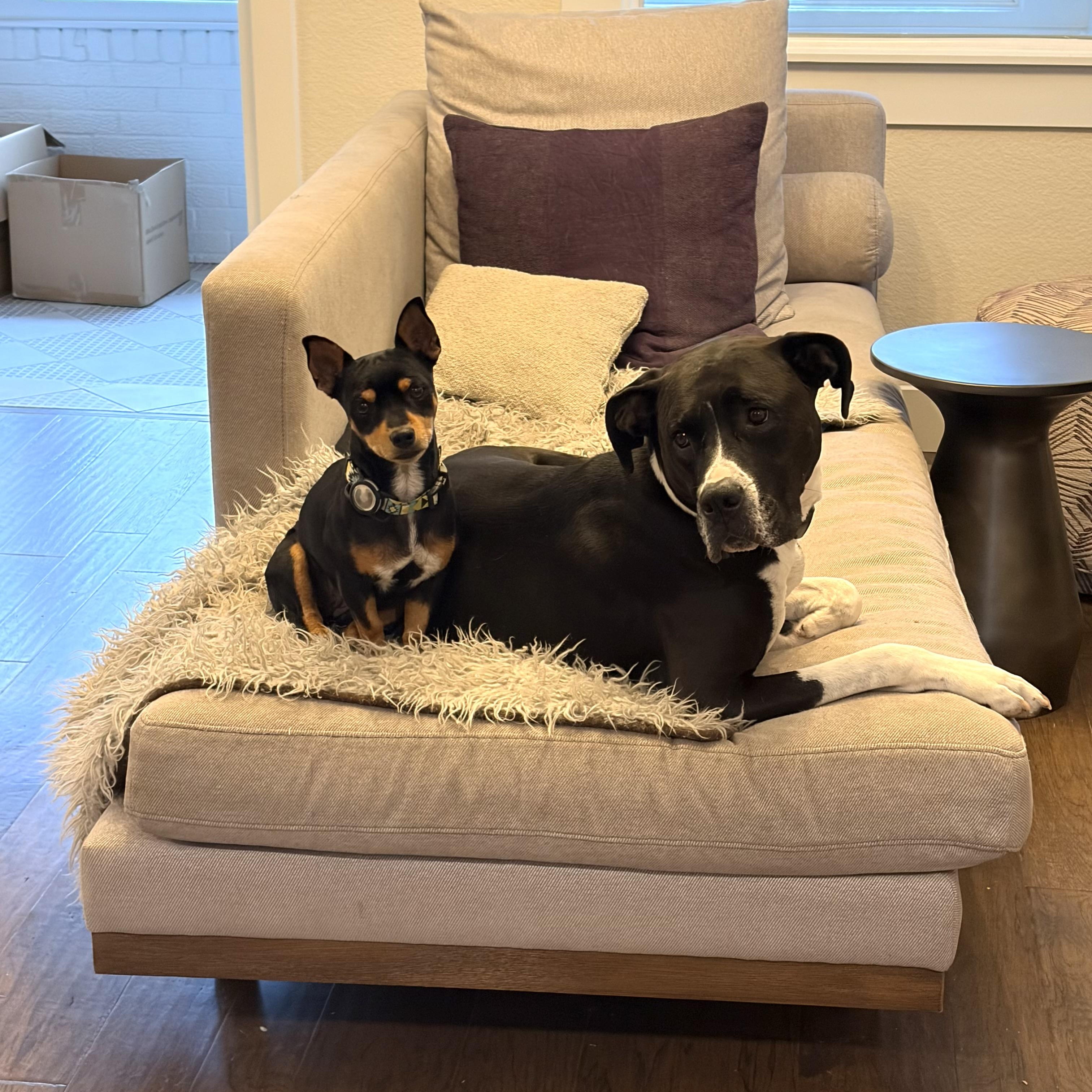 Enlarge Tila Tequila, a Adopted mixed breed in Denver, CO image 4/4