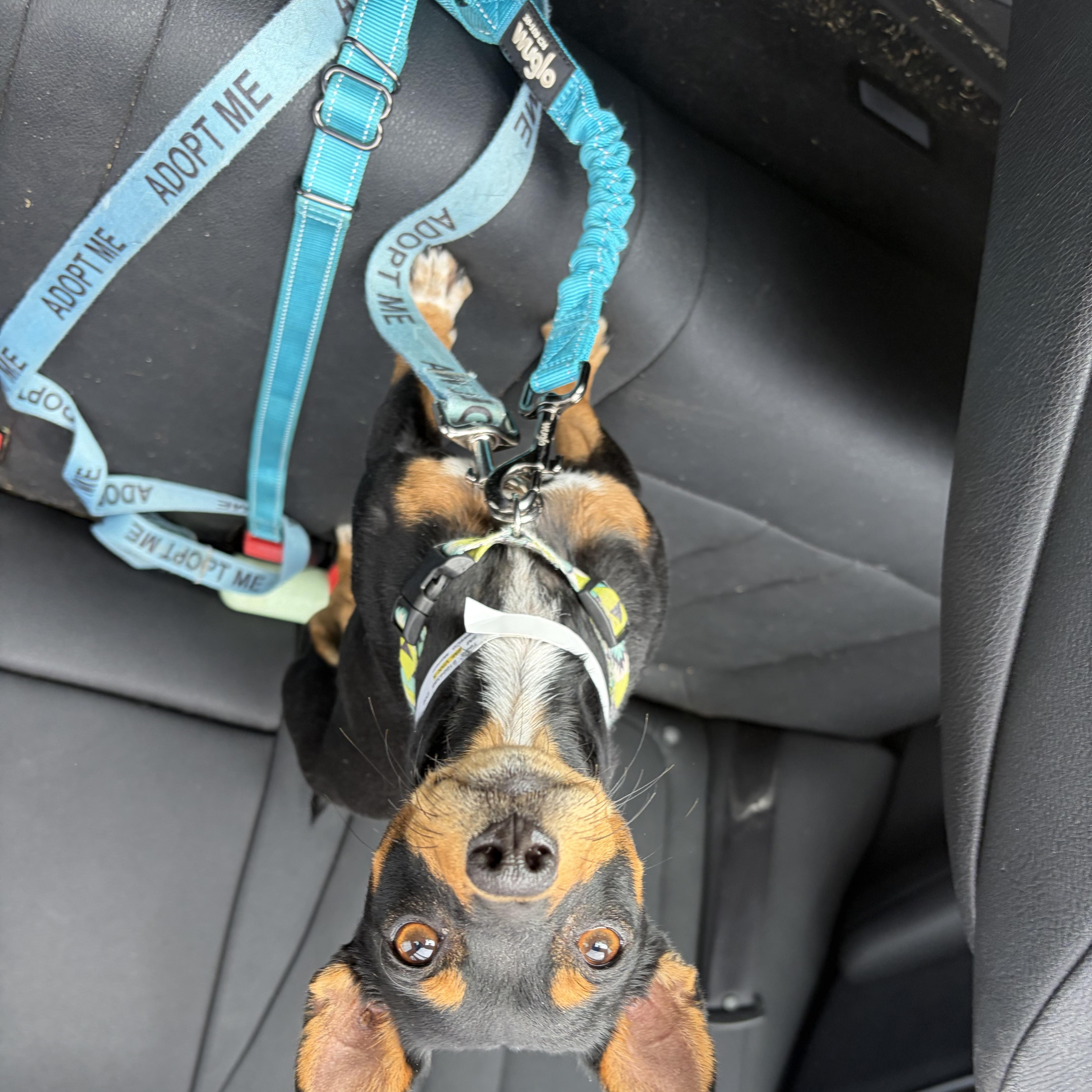 Enlarge Tila Tequila, a Adopted mixed breed in Denver, CO image 2/4