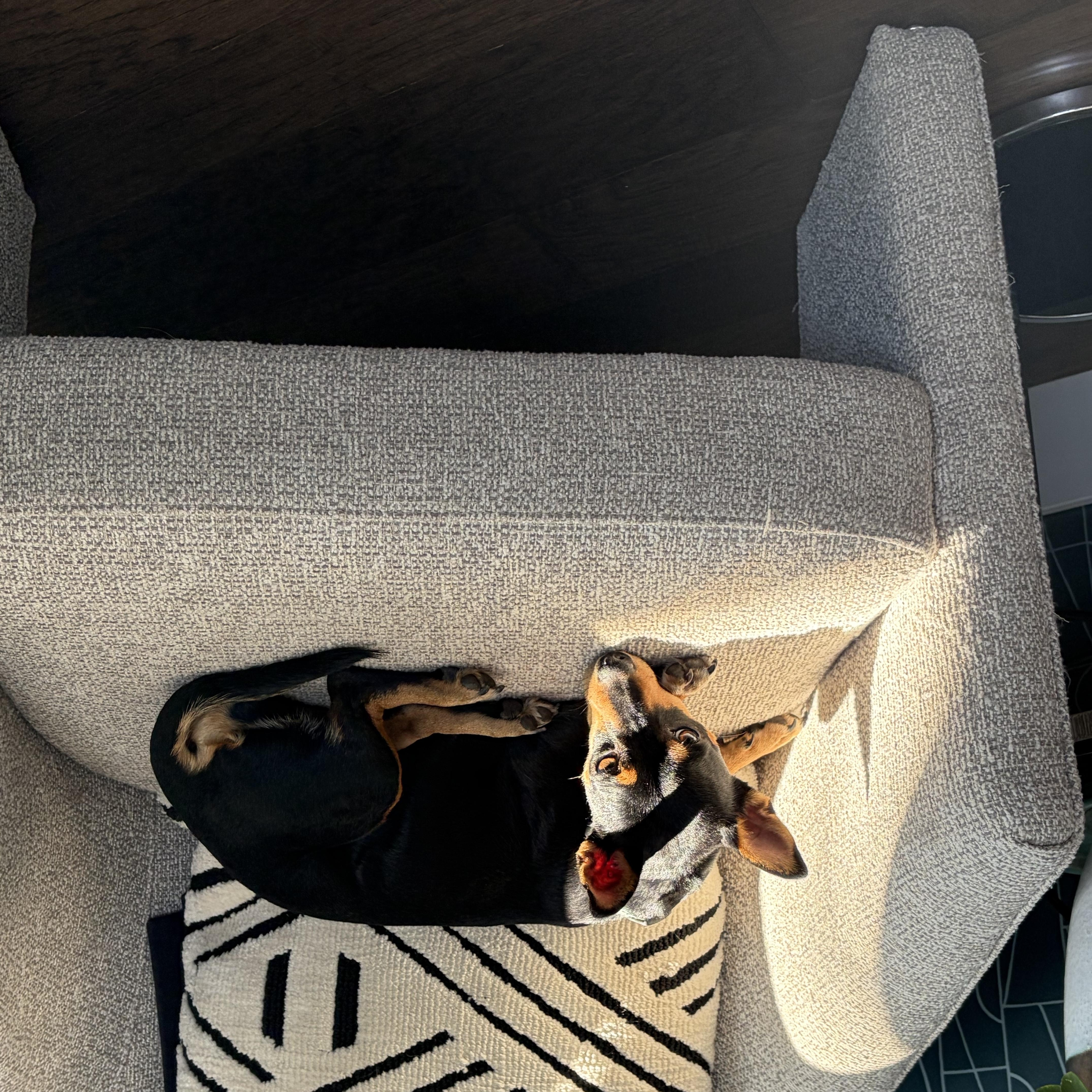 Enlarge Tila Tequila, a Adopted mixed breed in Denver, CO image 3/4