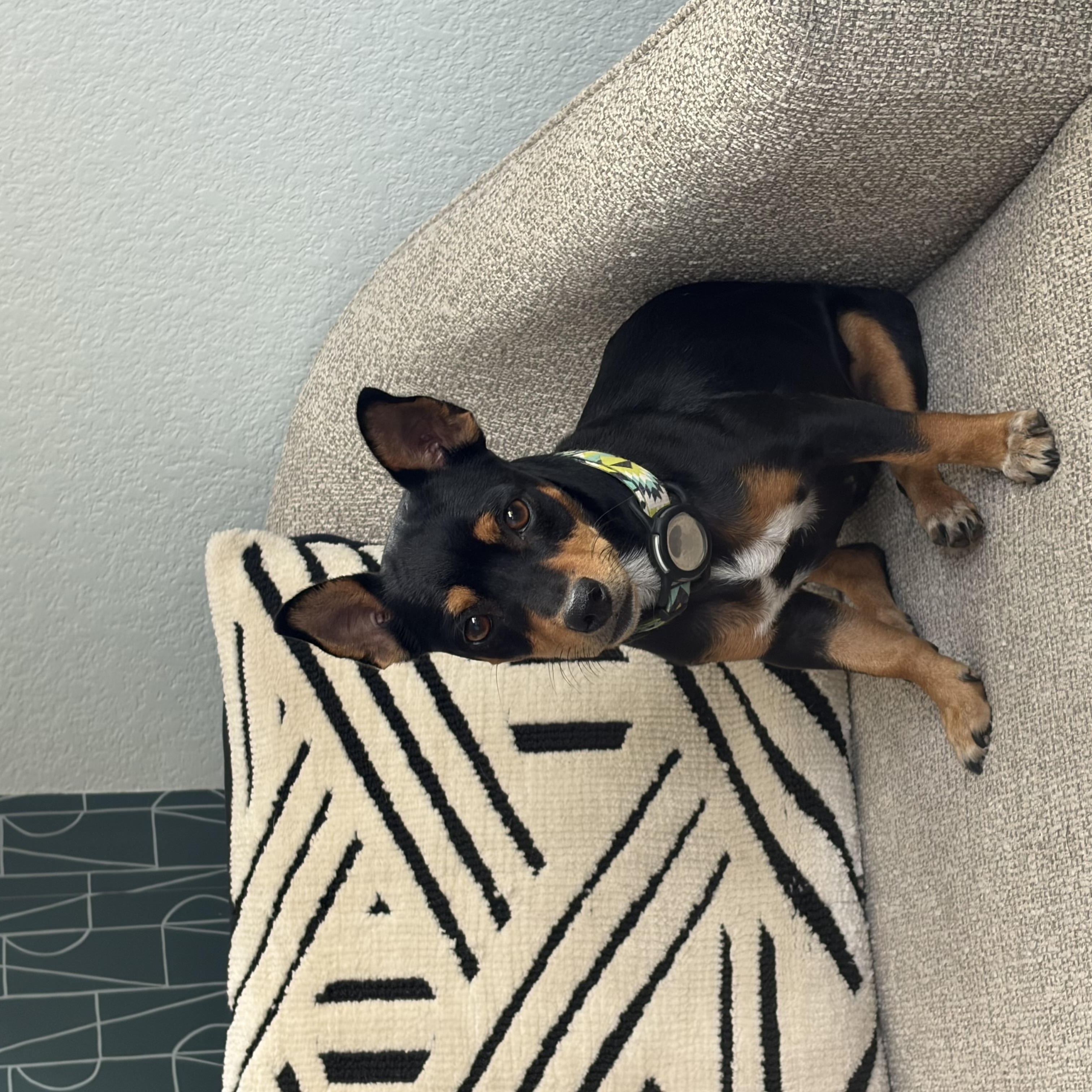Enlarge Tila Tequila, a Adopted mixed breed in Denver, CO image 1/4
