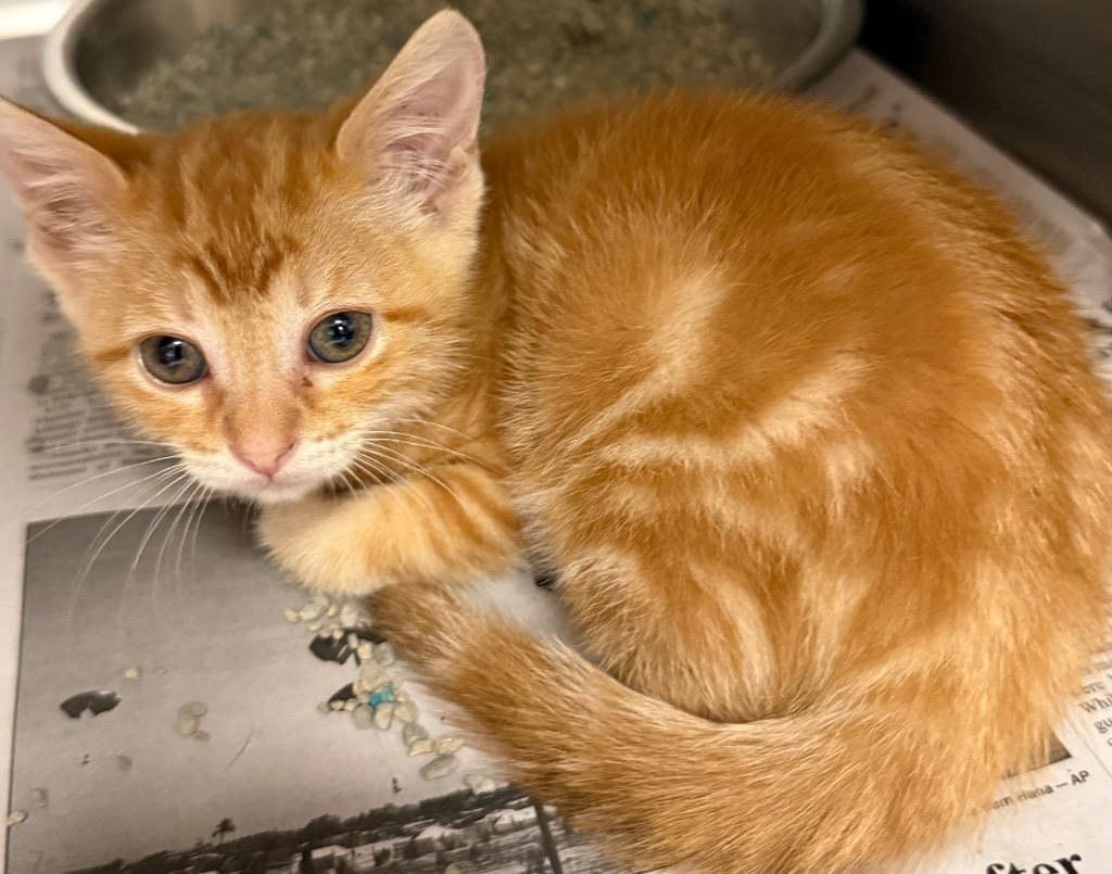 Cranberry, Adopted, Kitten Female Domestic Short Hair.