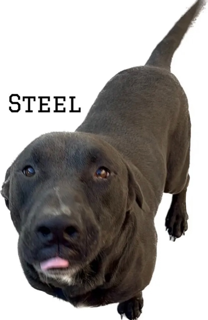 Steel, Adoptable, Adult Male Pit Bull Terrier.
