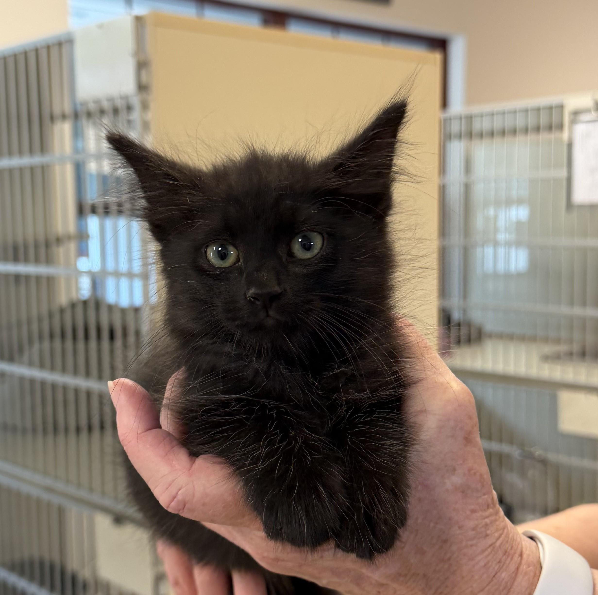 Ragnar, an adopted mixed breed in Slidell, LA image 2/4
