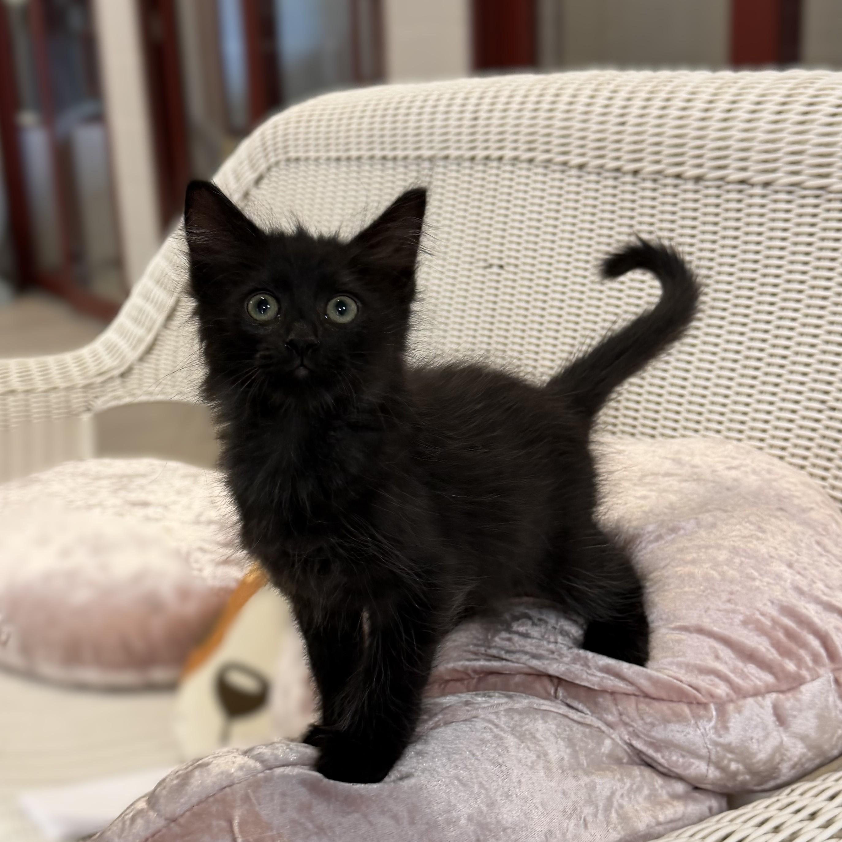 Ragnar, an adopted mixed breed in Slidell, LA image 4/4