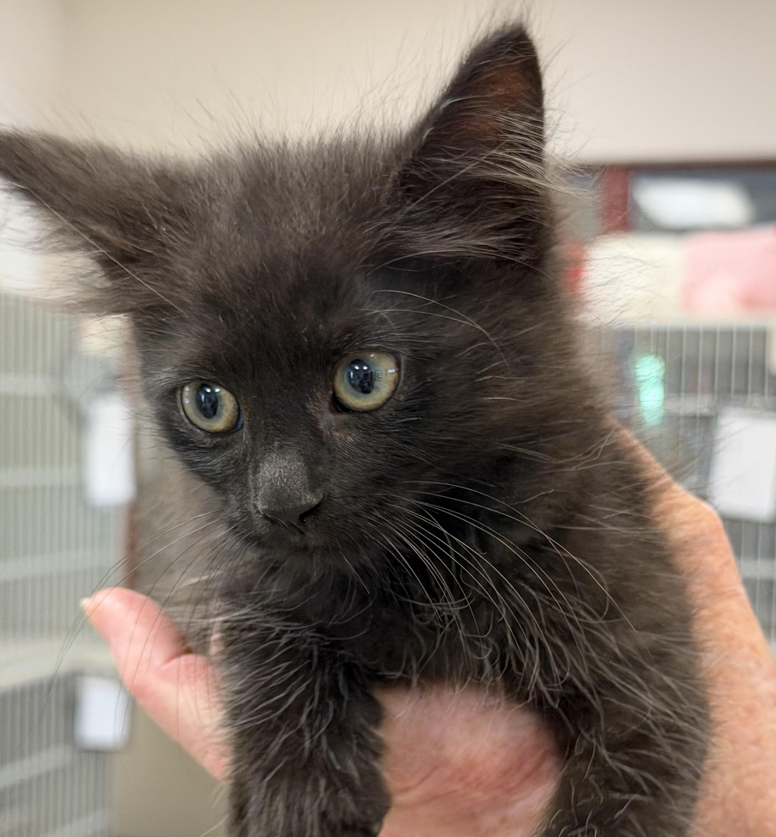 Ragnar, adopted, Kitten Male Domestic Medium Hair.