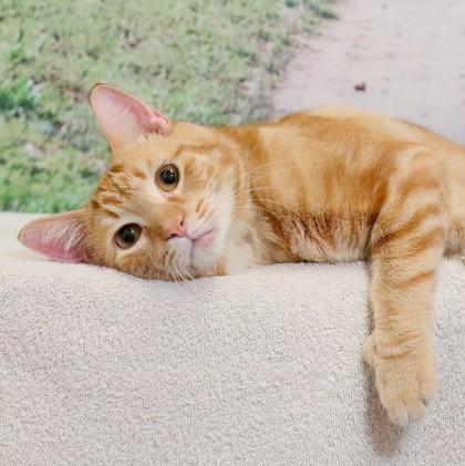 Small Fry — thumbnail 2