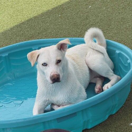 Possum, Adoptable, Young Female Mixed Breed & Labrador Retriever.
