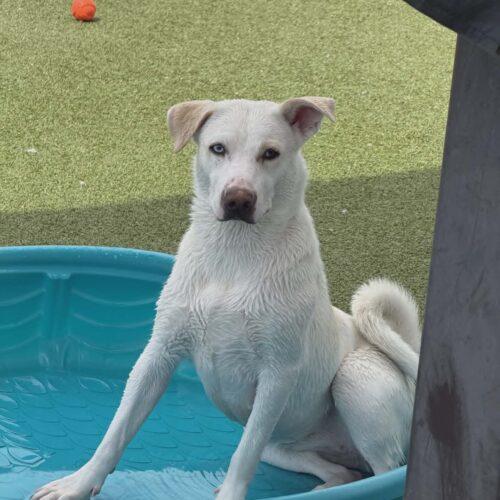 Enlarge Possum, a Adoptable mixed breed in Glendale, AZ image 2/5