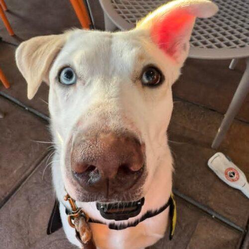 Enlarge Possum, a Adoptable mixed breed in Glendale, AZ image 4/5