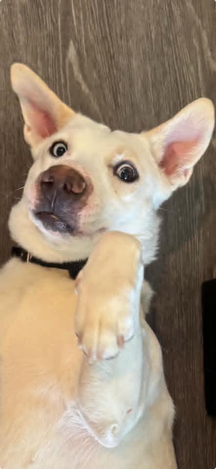 Possum, a Adoptable mixed breed in Glendale, AZ image 5/6