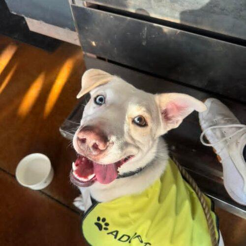 Enlarge Possum, a Adoptable mixed breed in Glendale, AZ image 5/5