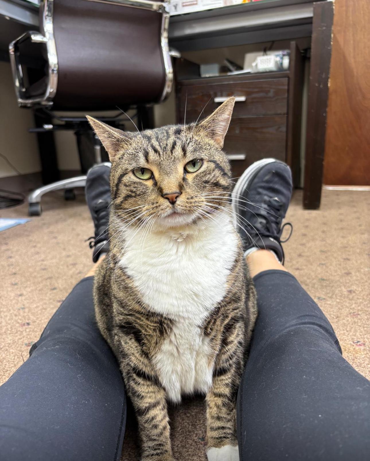 Callie, Adoptable, Adult Female Domestic Short Hair.