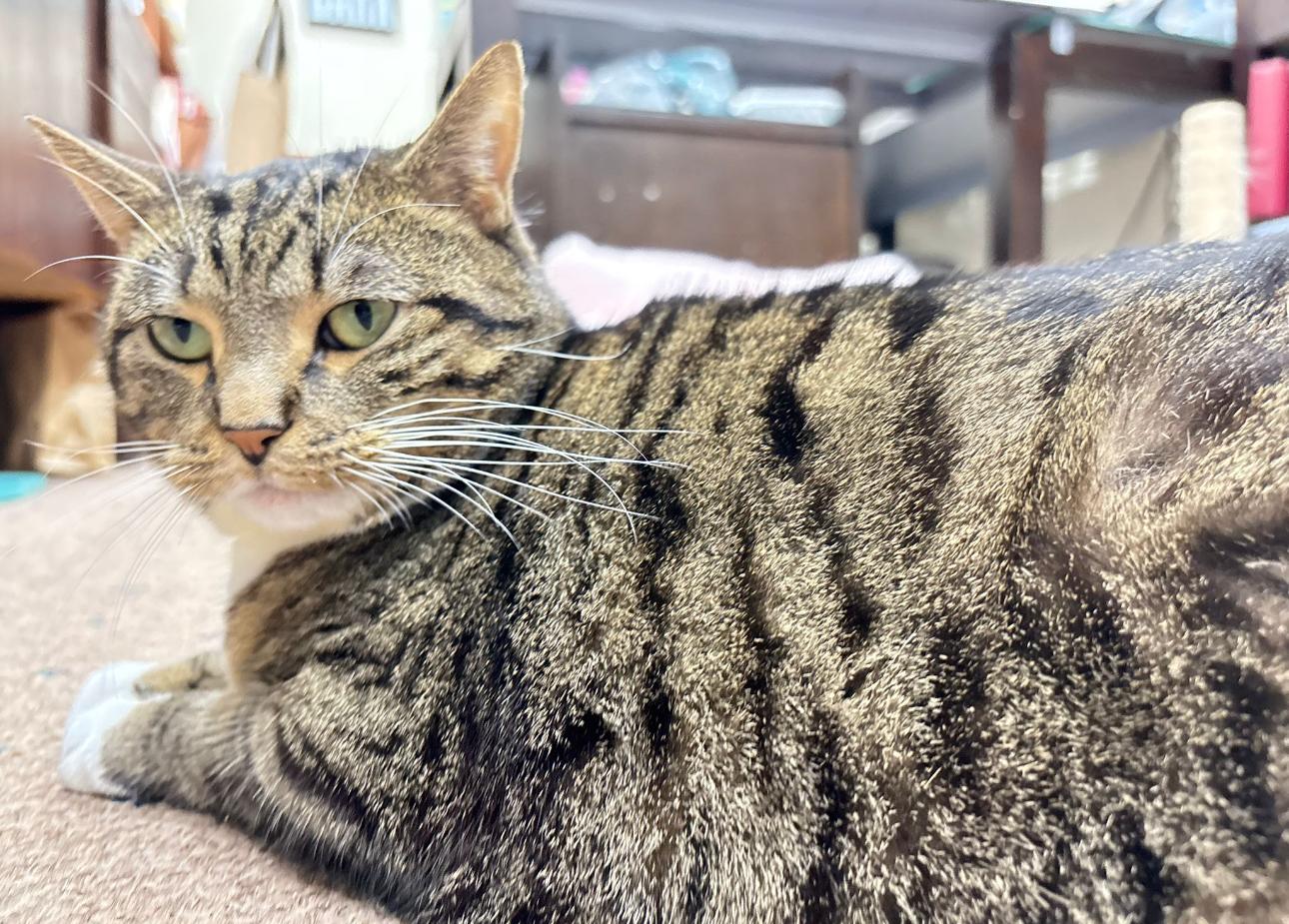 Enlarge Callie, a Adoptable Domestic Short Hair in Lauderhill, FL image 2/6