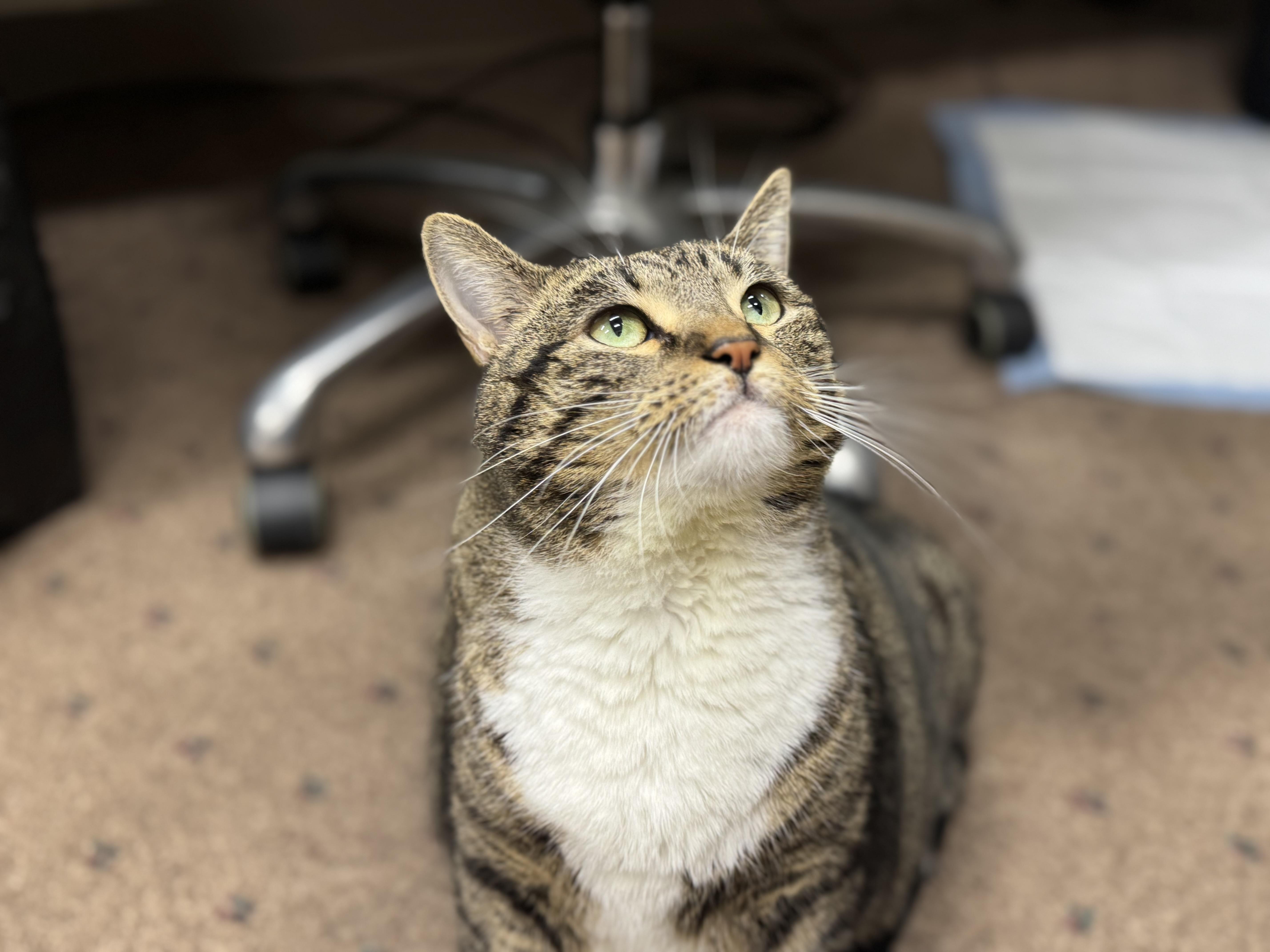 Enlarge Callie, a Adoptable Domestic Short Hair in Lauderhill, FL image 3/6