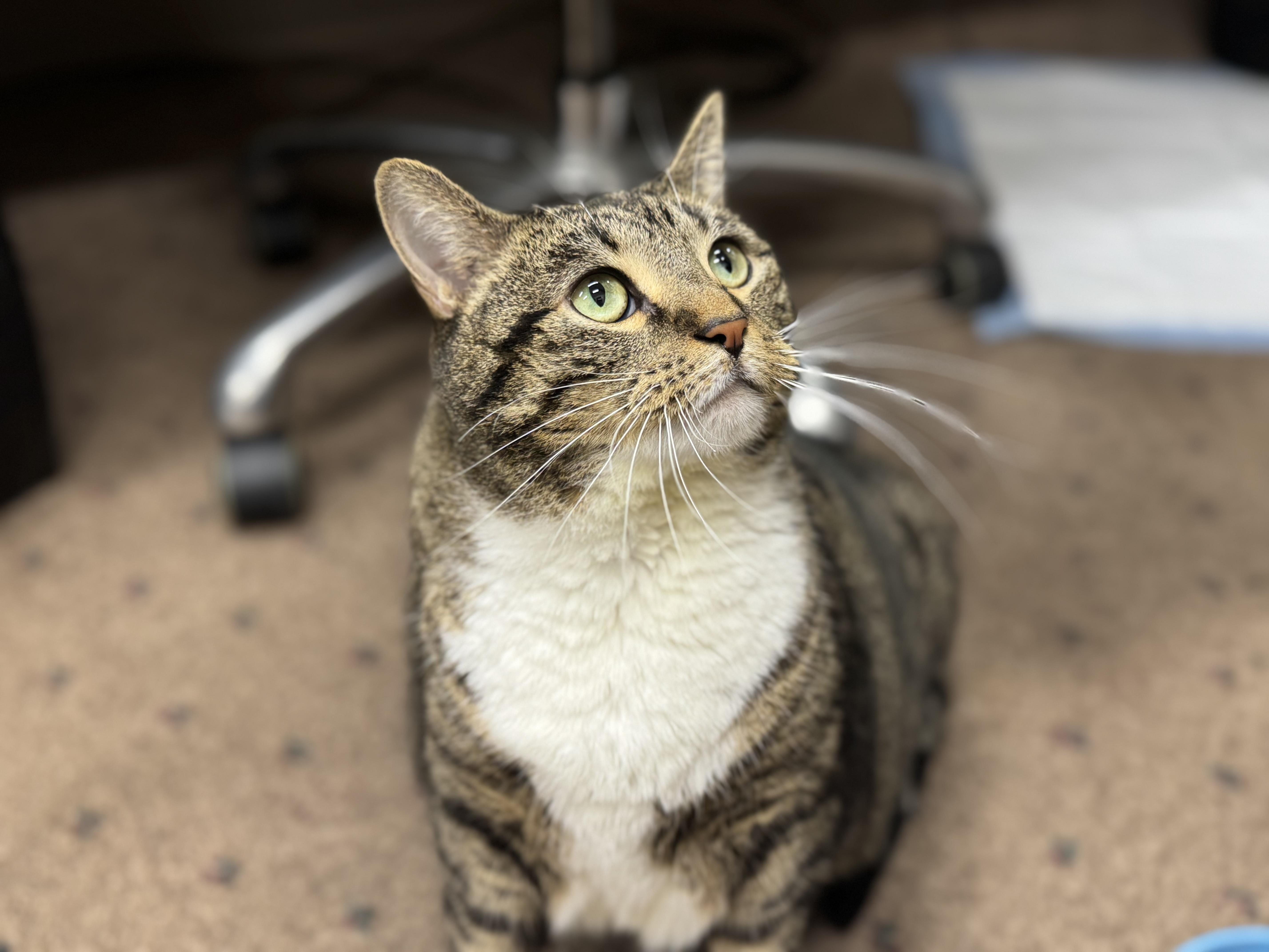 Enlarge Callie, a Adoptable Domestic Short Hair in Lauderhill, FL image 4/6