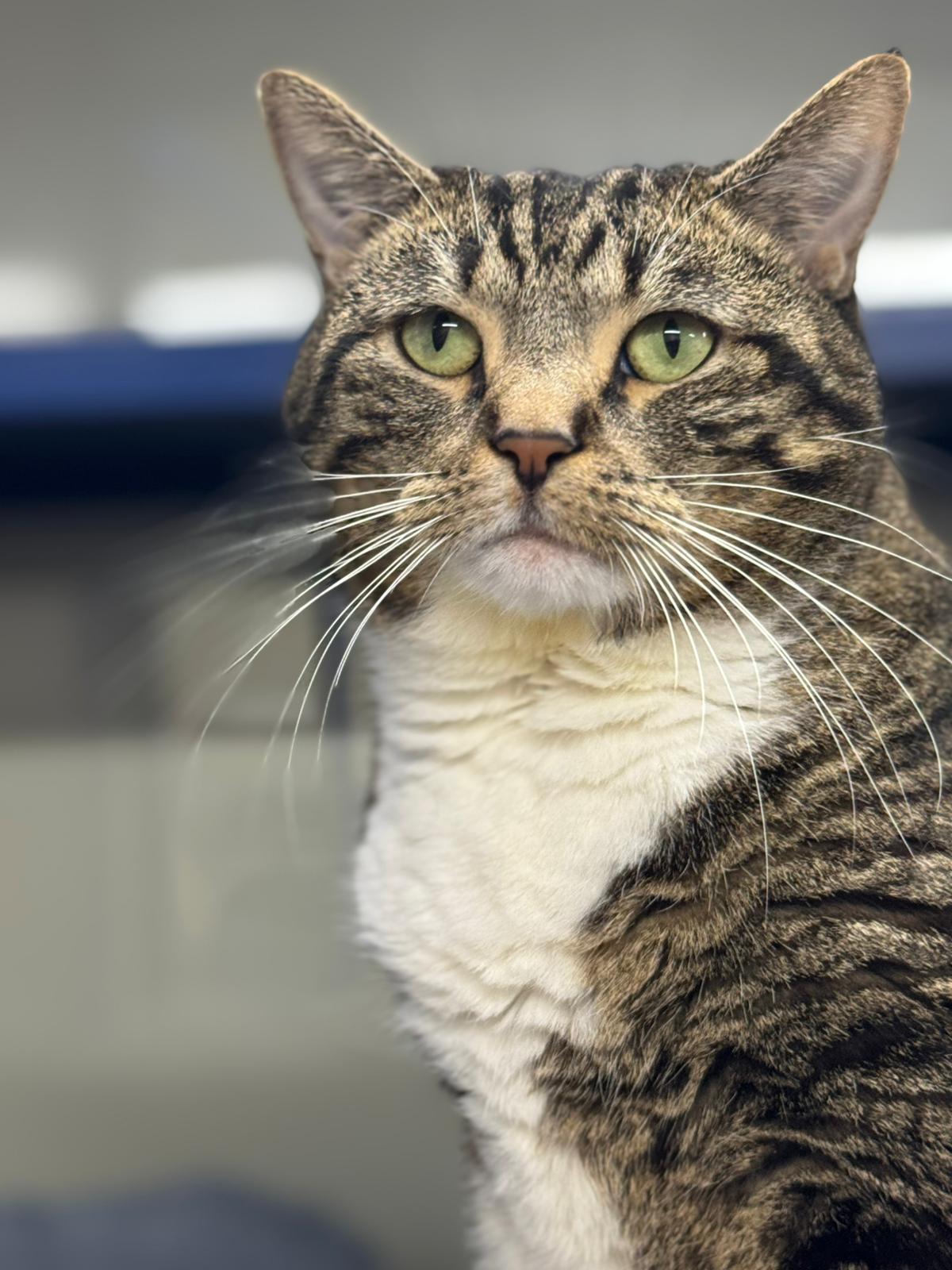 Enlarge Callie, a Adoptable Domestic Short Hair in Lauderhill, FL image 5/6