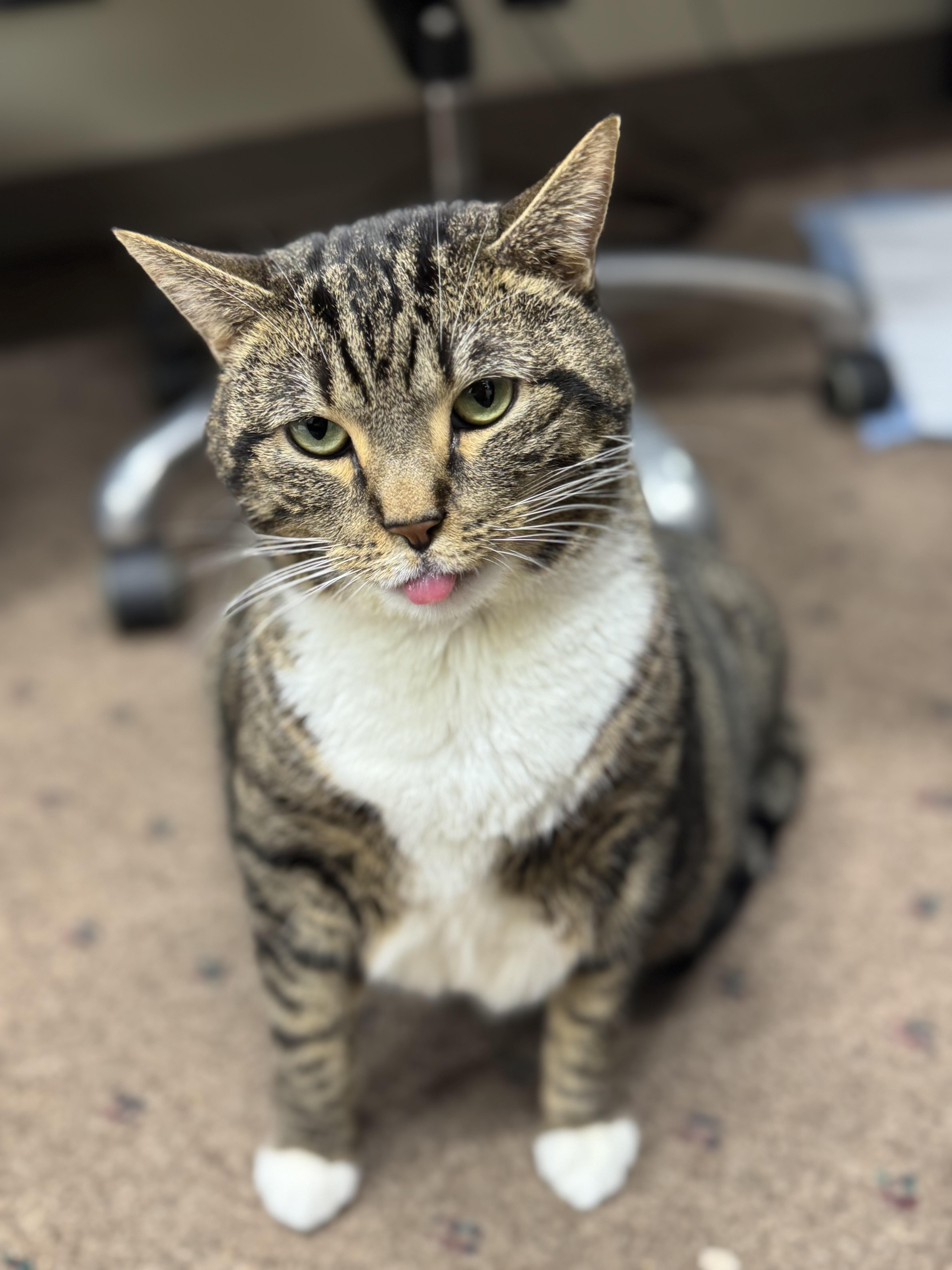 Enlarge Callie, a Adoptable Domestic Short Hair in Lauderhill, FL image 6/6