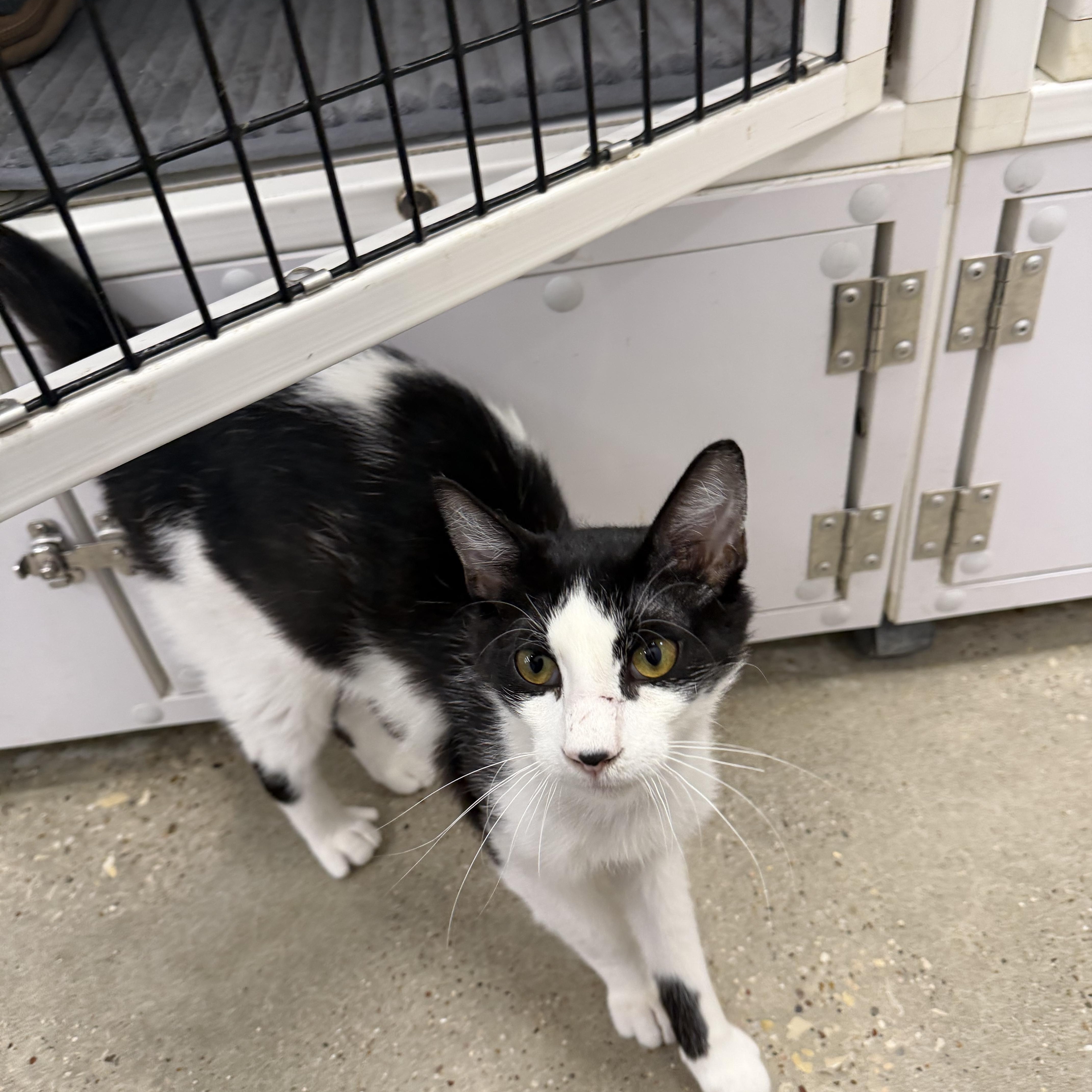 Monty - Riley Fuzzel Petsmart , an adopted Domestic Short Hair in Spring, TX image 2/5