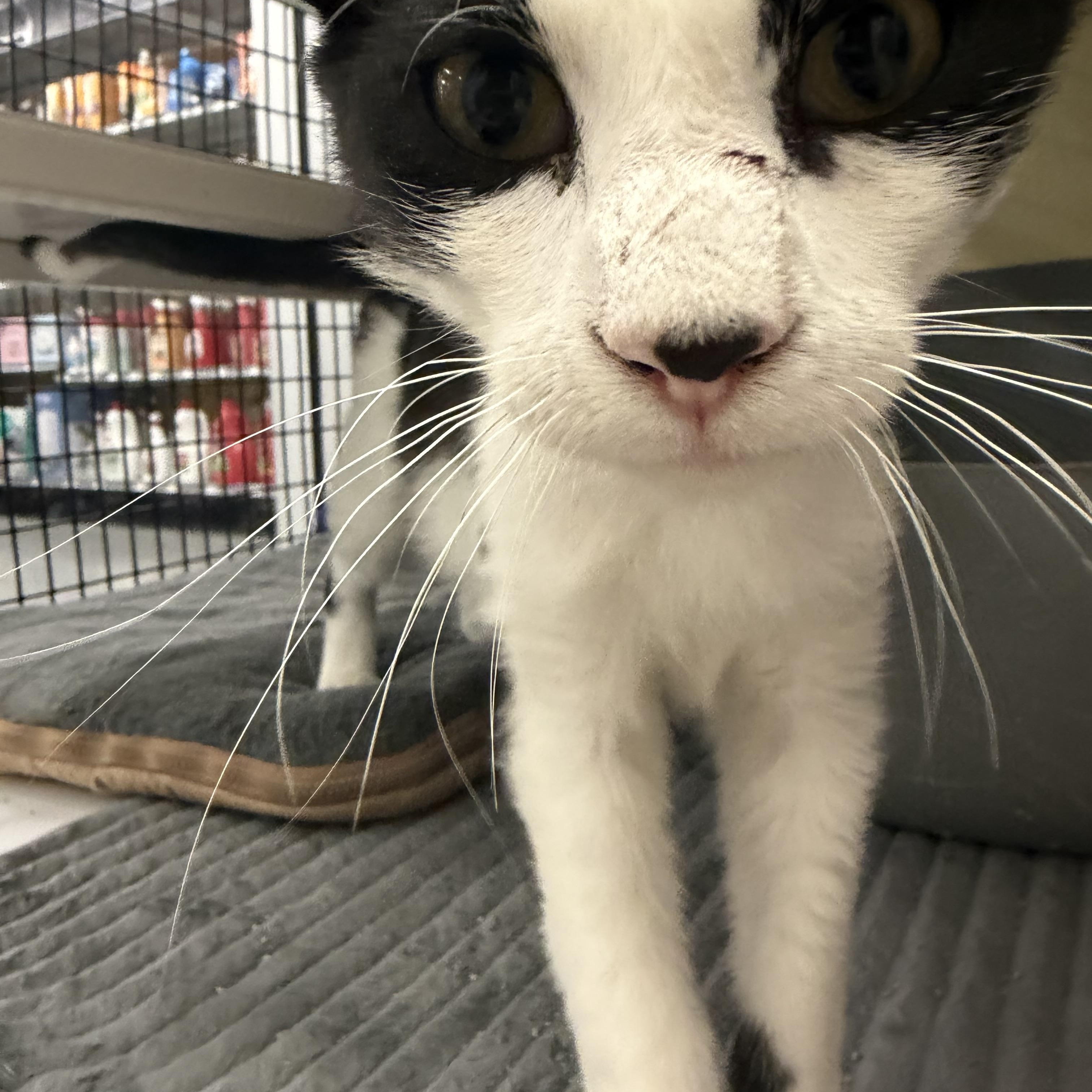 Monty - Riley Fuzzel Petsmart , an adopted Domestic Short Hair in Spring, TX image 3/5
