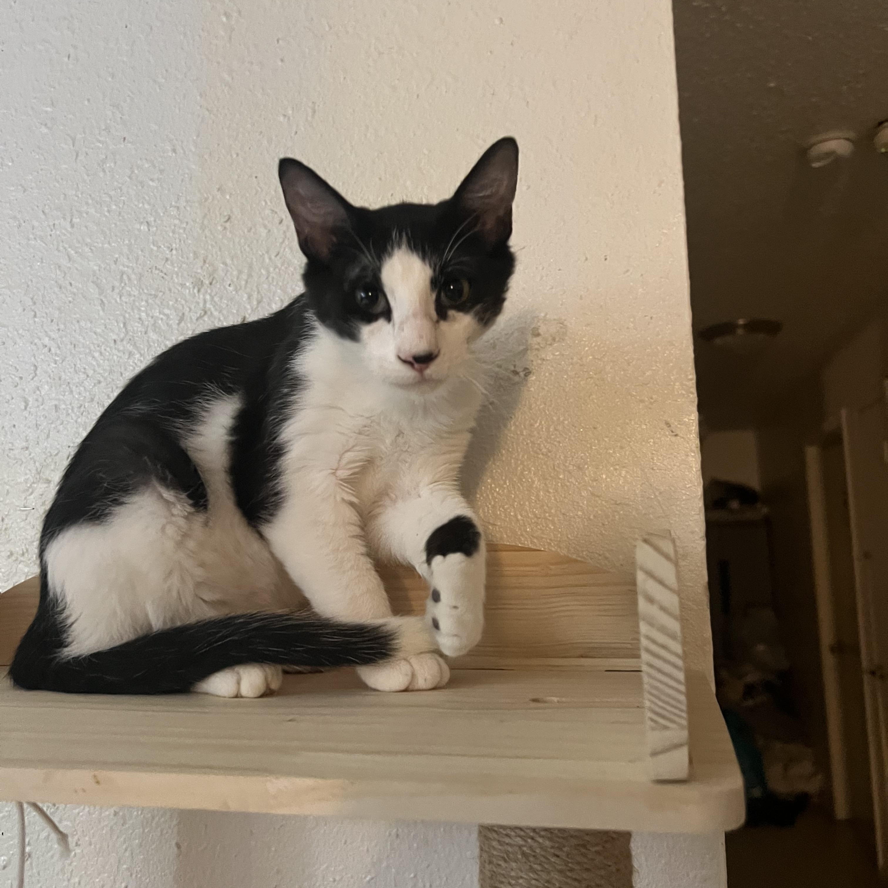 Monty - Riley Fuzzel Petsmart , adopted, Young Male Domestic Short Hair.