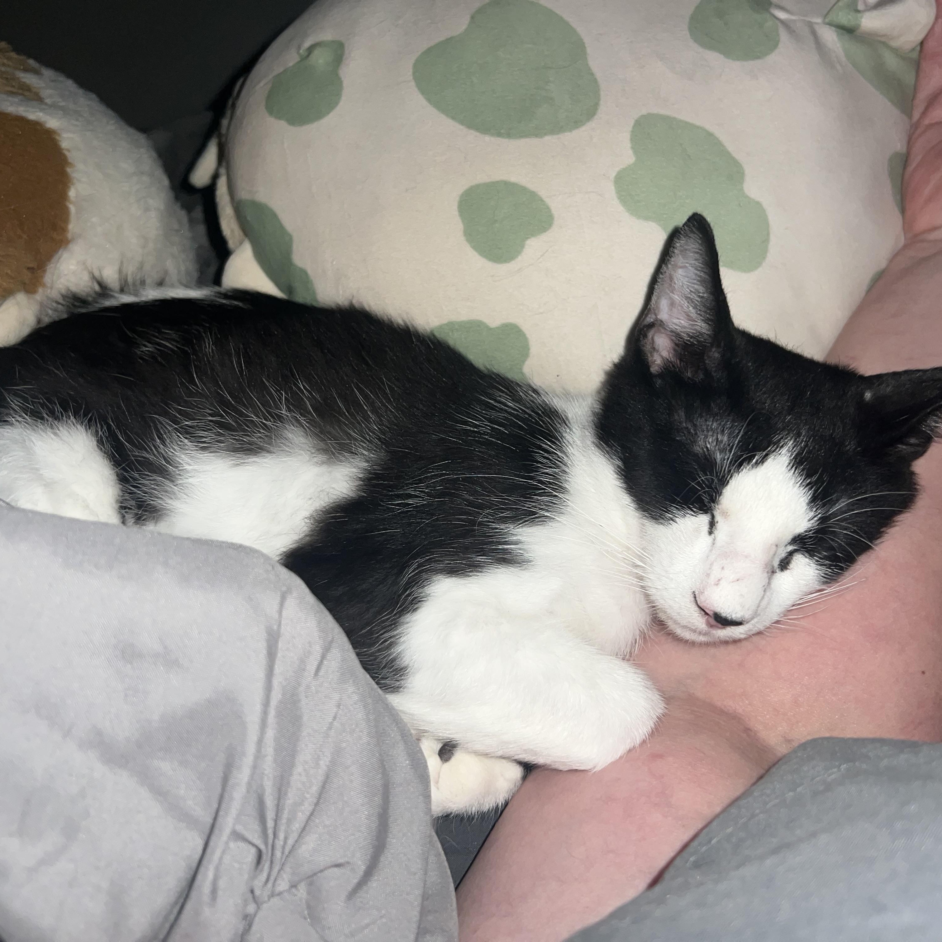 Monty - Riley Fuzzel Petsmart , an adopted Domestic Short Hair in Spring, TX image 5/5