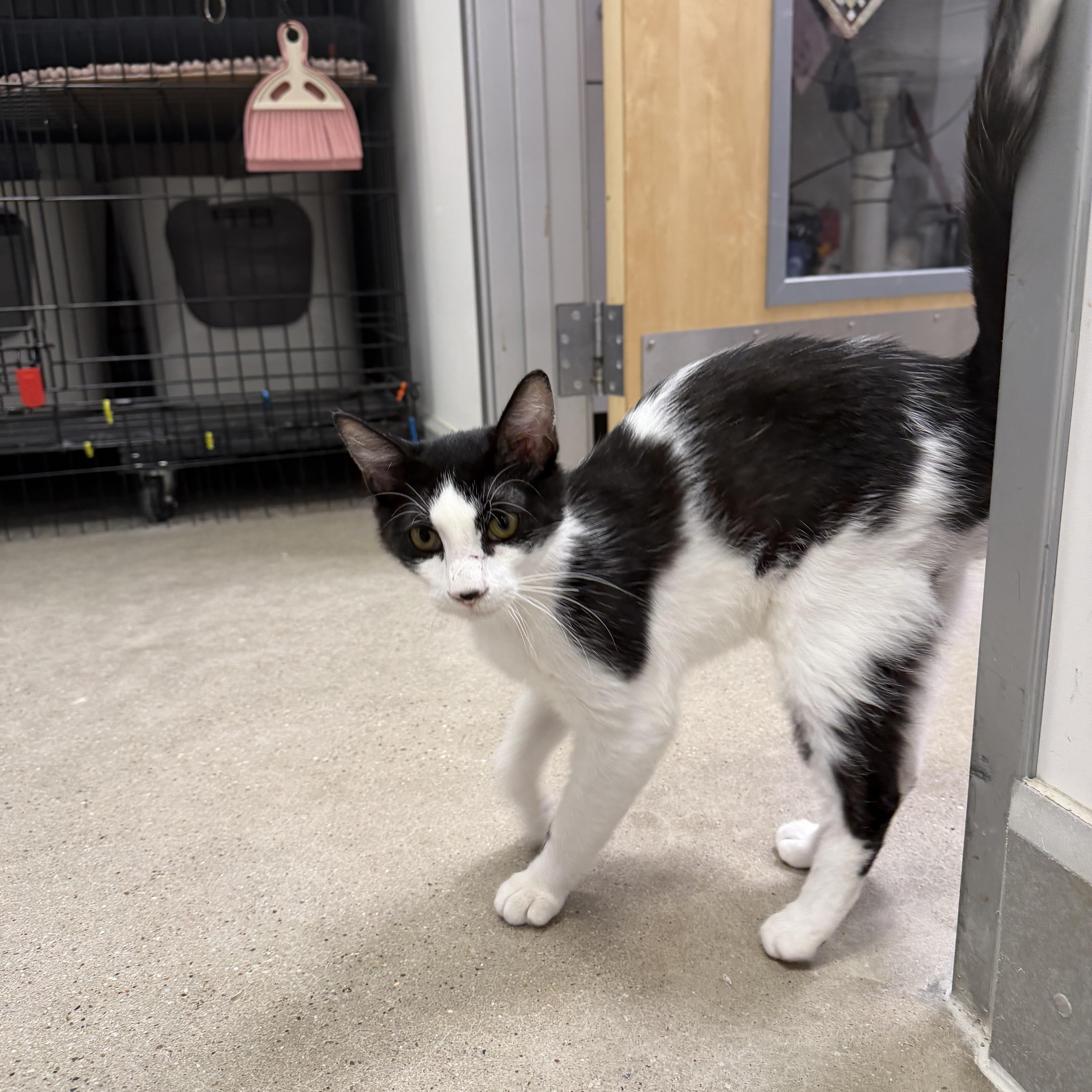 Monty - Riley Fuzzel Petsmart , an adopted Domestic Short Hair in Spring, TX image 4/5