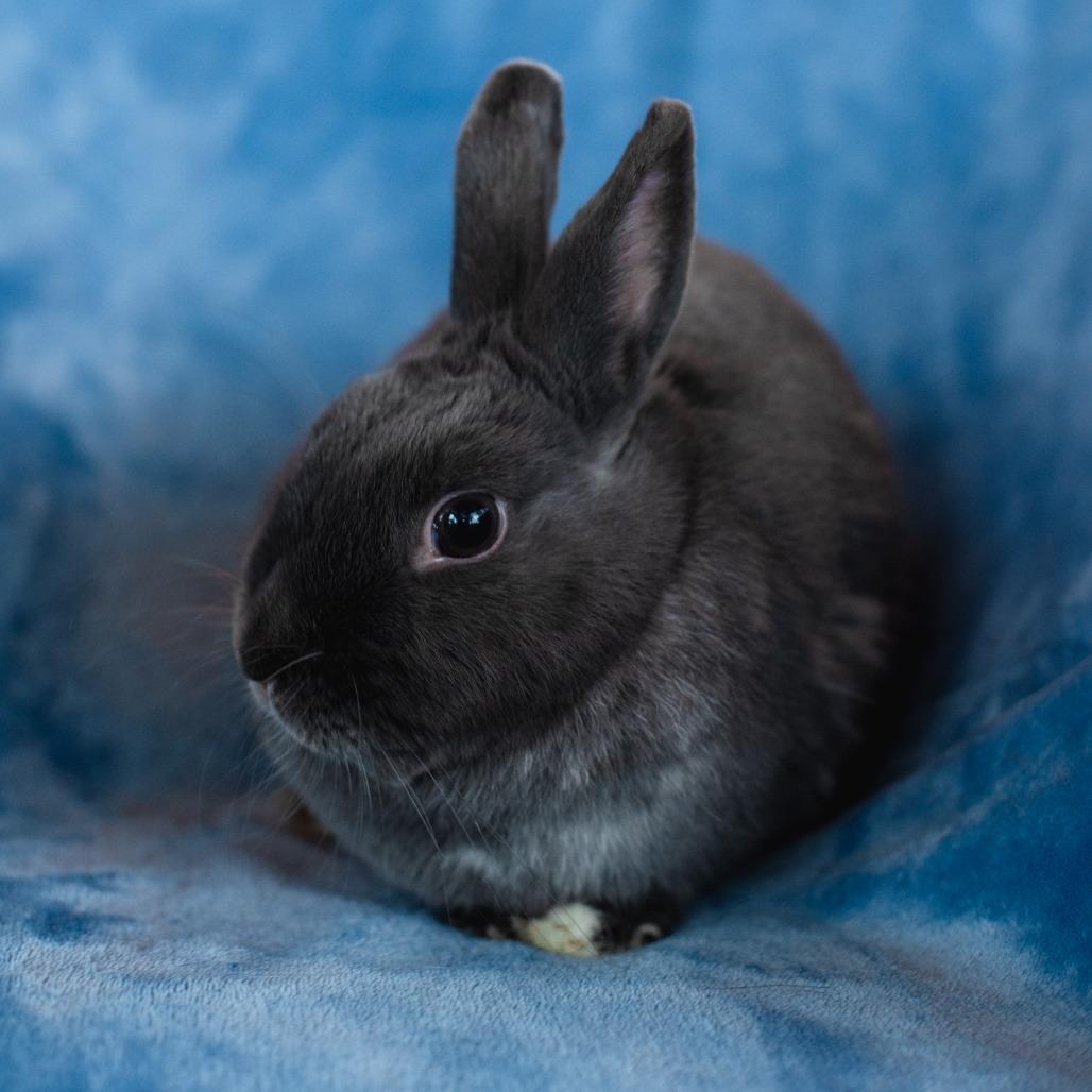Stevie Nicks, Adoptable, Adult Female Mini Rex.