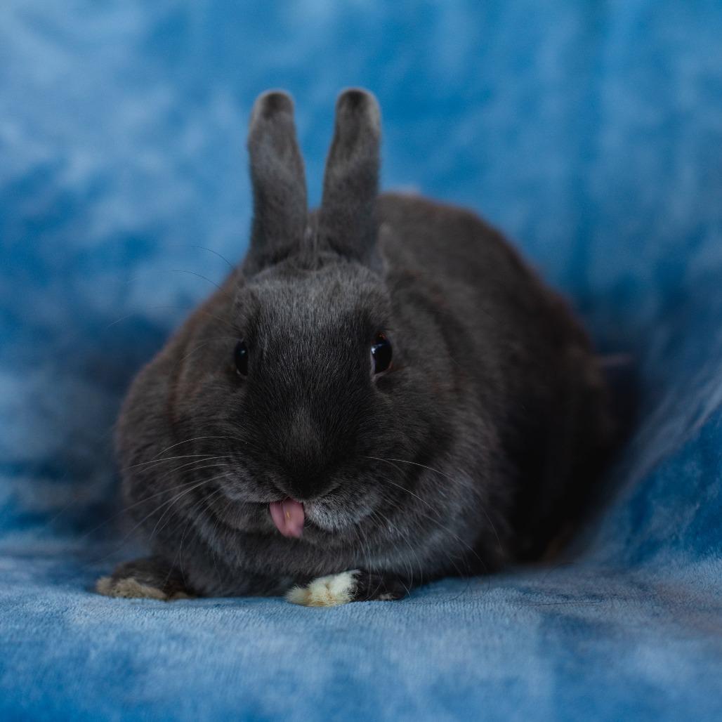 Stevie Nicks, a Adoptable Mini Rex in Warwick, RI image 2/3