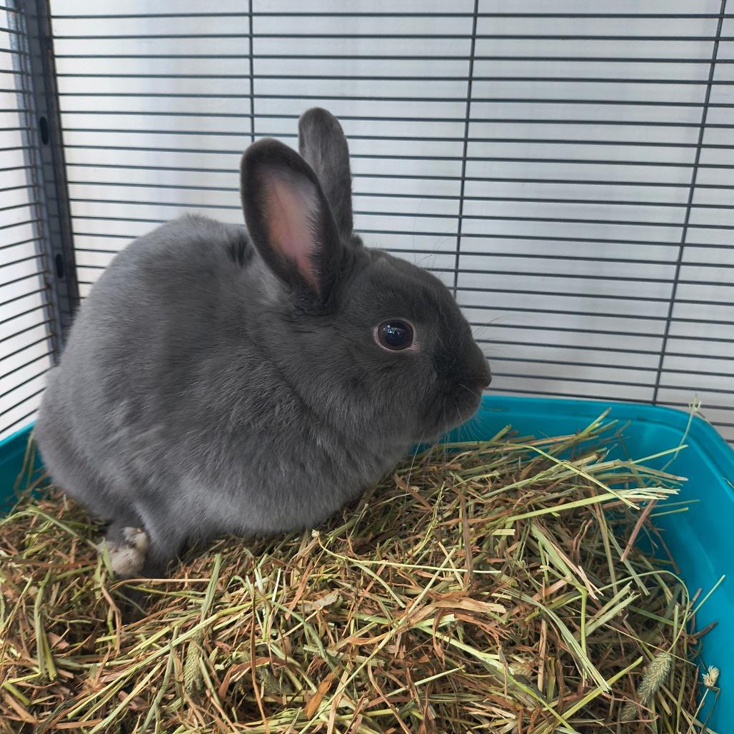 Stevie Nicks, a Adoptable Mini Rex in Warwick, RI image 3/3