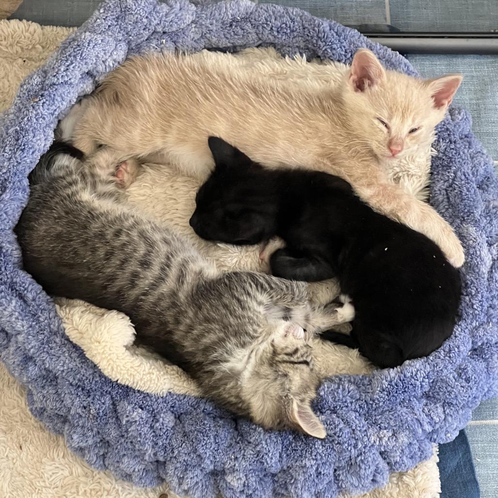 Banshee, Adoptable, Kitten Female Domestic Short Hair.