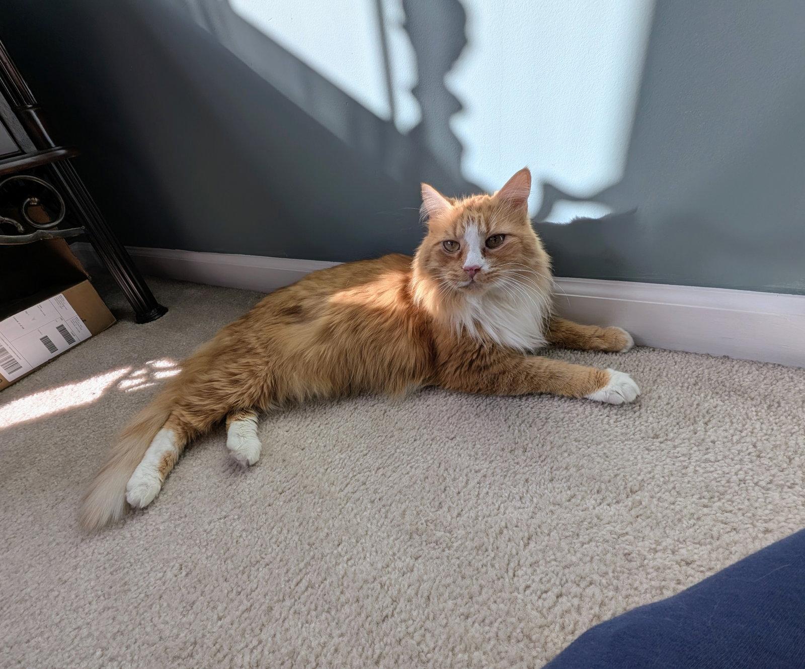 Cheddar, Adopted, Senior Male Maine Coon & Domestic Medium Hair.