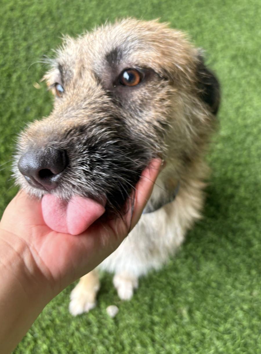 Enlarge Peter Pan, a ADOPTABLE mixed breed in Brooklyn, NY image 4/4