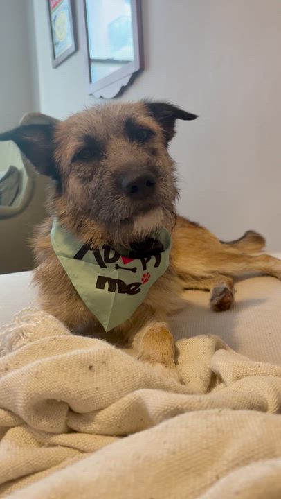 Enlarge Peter Pan, a ADOPTABLE mixed breed in Brooklyn, NY video 2/4