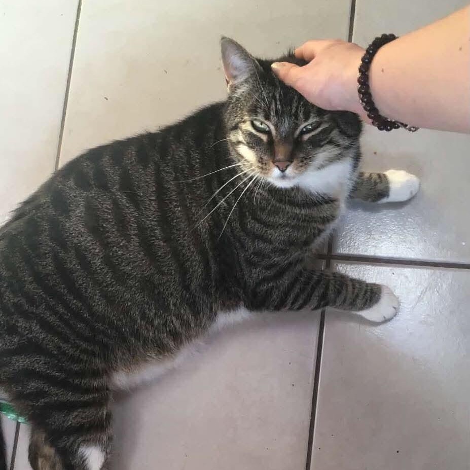 Pong, ADOPTABLE, Senior Male Domestic Short Hair.