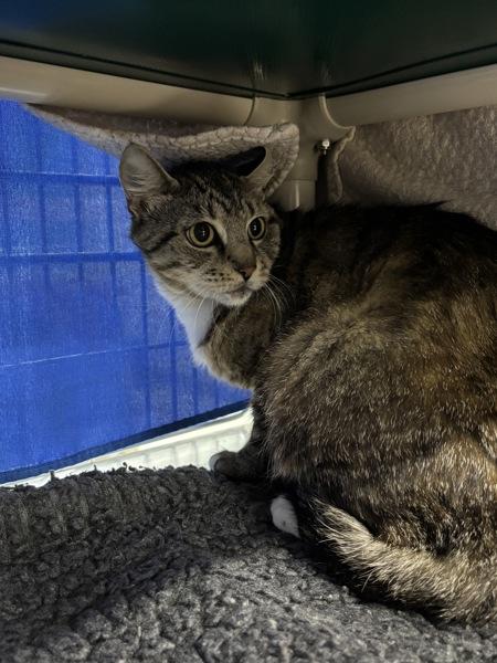 Enlarge Sepia, a Adoptable mixed breed in Sherwood, OR image 1/1
