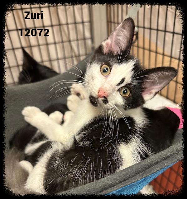ZURI