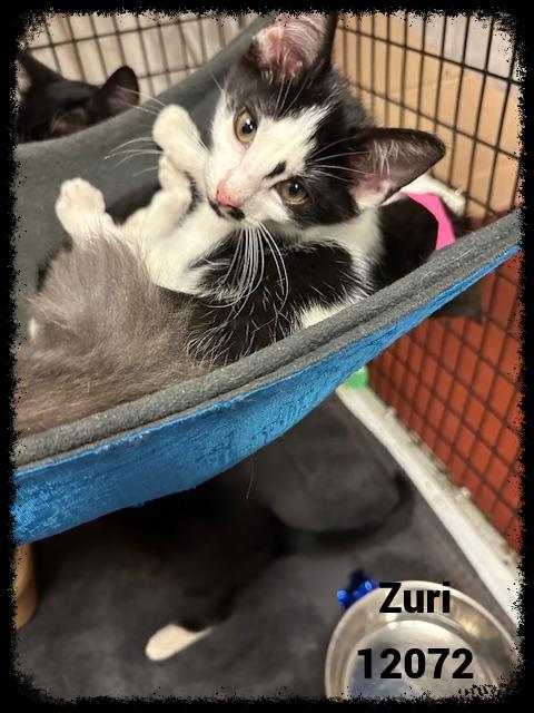 ZURI