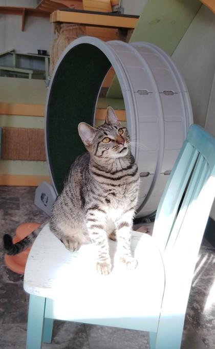 George, Adoptable, Kitten Male Domestic Short Hair & Domestic Short Hair.