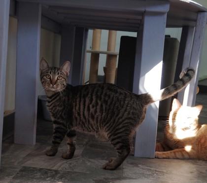 Enlarge George, a Adoptable Domestic Short Hair in Houston, TX image 2/2