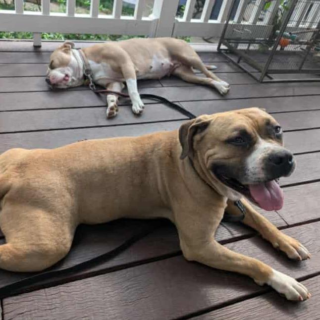 Mr. Prince, a Adoptable Terrier in Flintstone, MD image 1/5