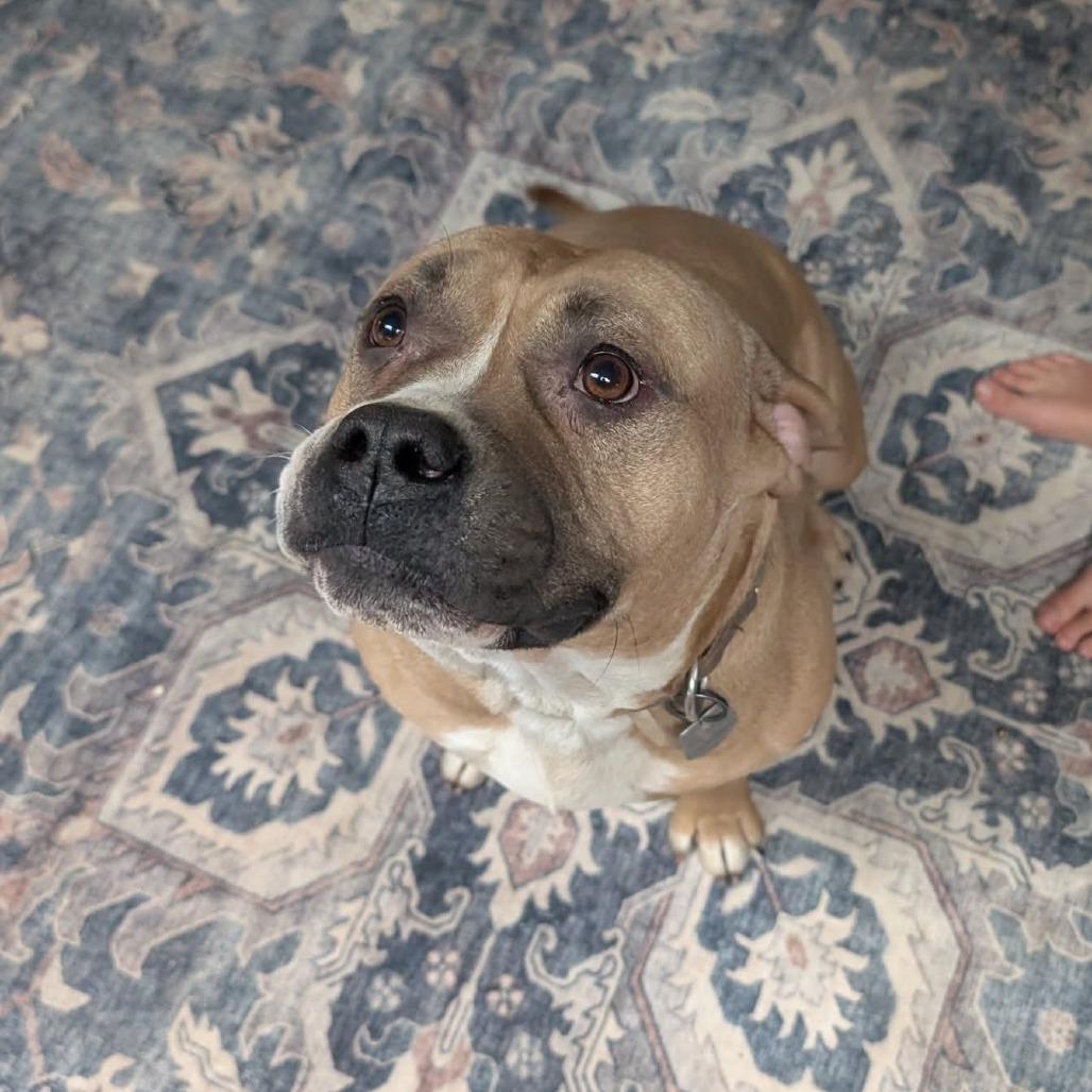 Mr. Prince, a Adoptable Terrier in Flintstone, MD image 2/6