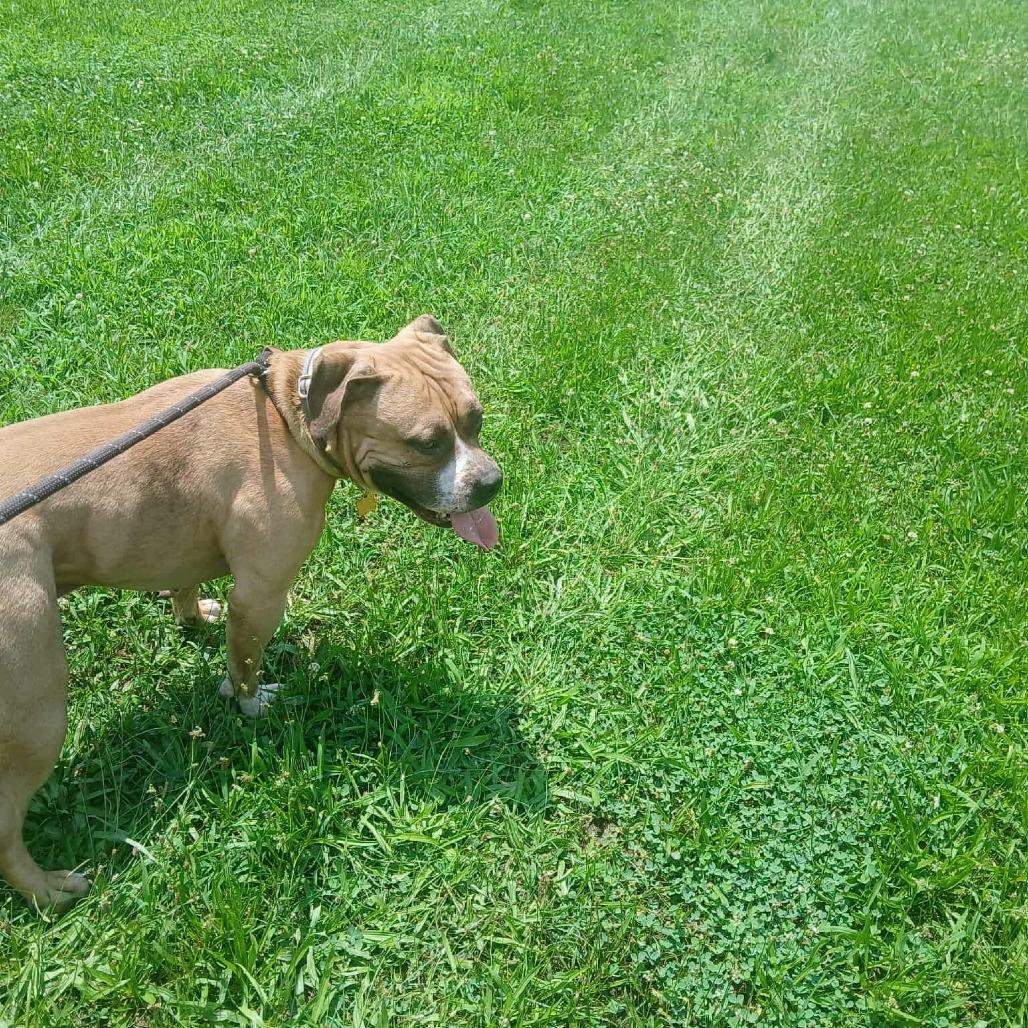 Mr. Prince, a Adoptable Terrier in Flintstone, MD image 2/5