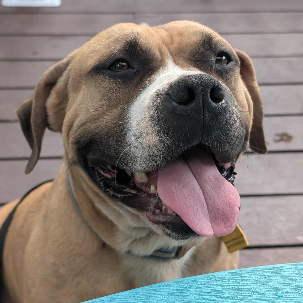 Mr. Prince, a Adoptable Terrier in Flintstone, MD image 3/5