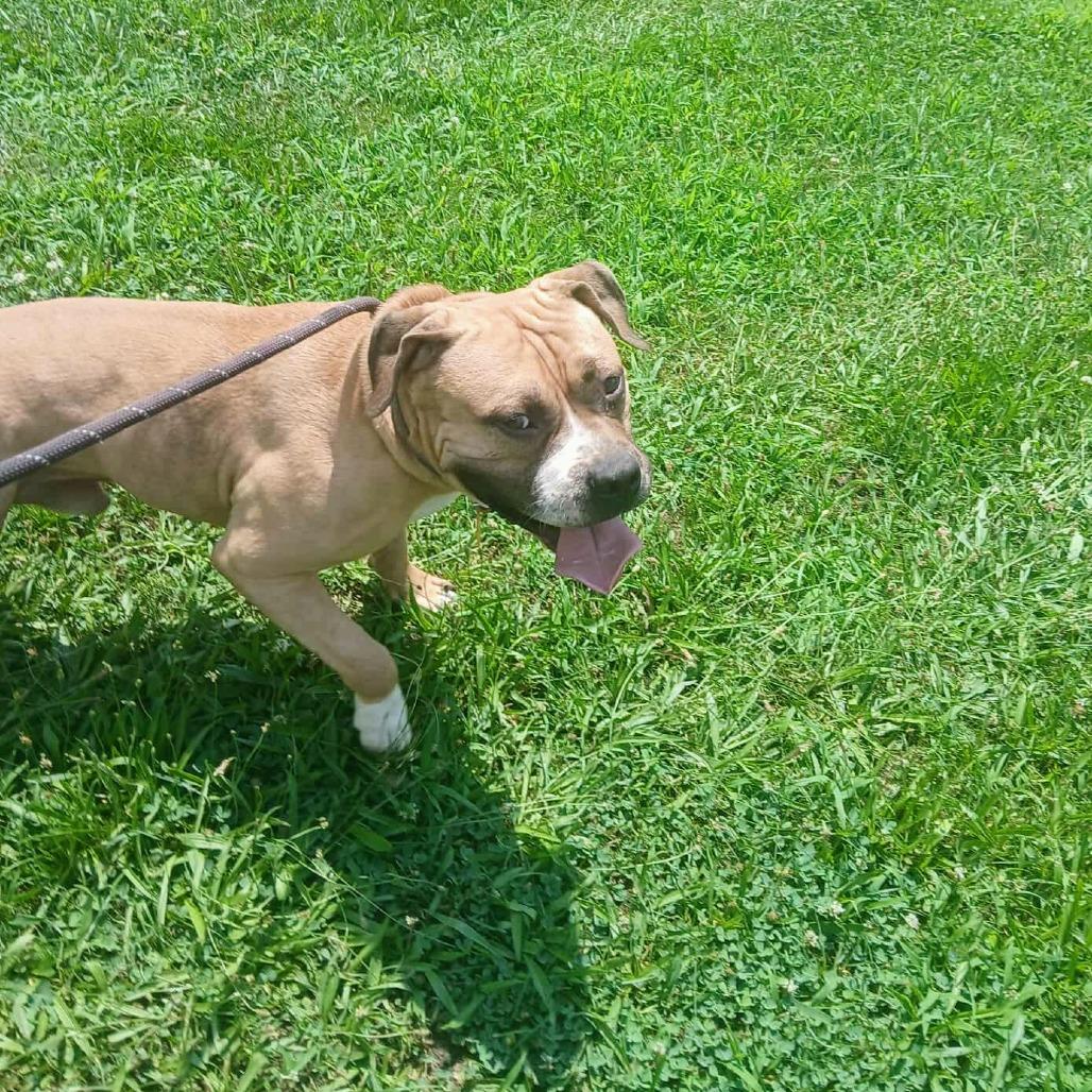 Mr. Prince, a Adoptable Terrier in Flintstone, MD image 4/5