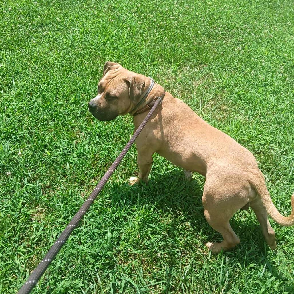 Mr. Prince, a Adoptable Terrier in Flintstone, MD image 5/5
