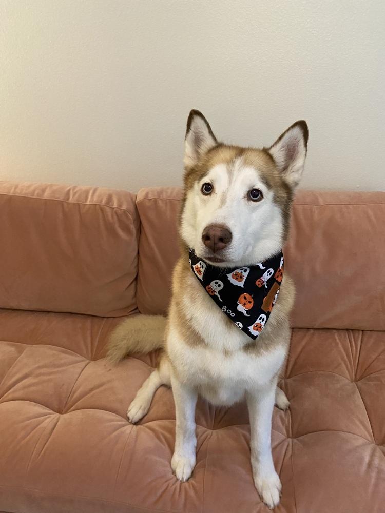 Marina, Adoptable, Adult Female Husky.